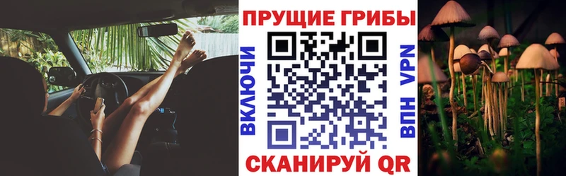 Псилоцибиновые грибы Cubensis  закладка  Гуково 